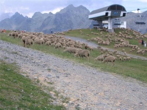 Moutons près de la Croix de C. 