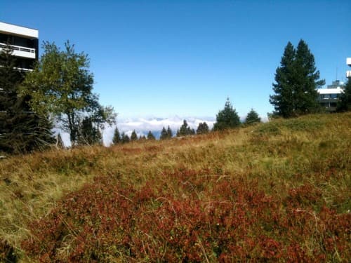Premières couleurs de l'automne 