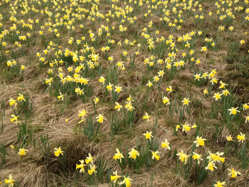 Jonquilles