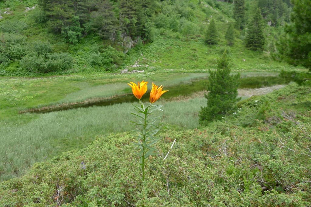 Un Lis Oranger au Lac des Pourettes
