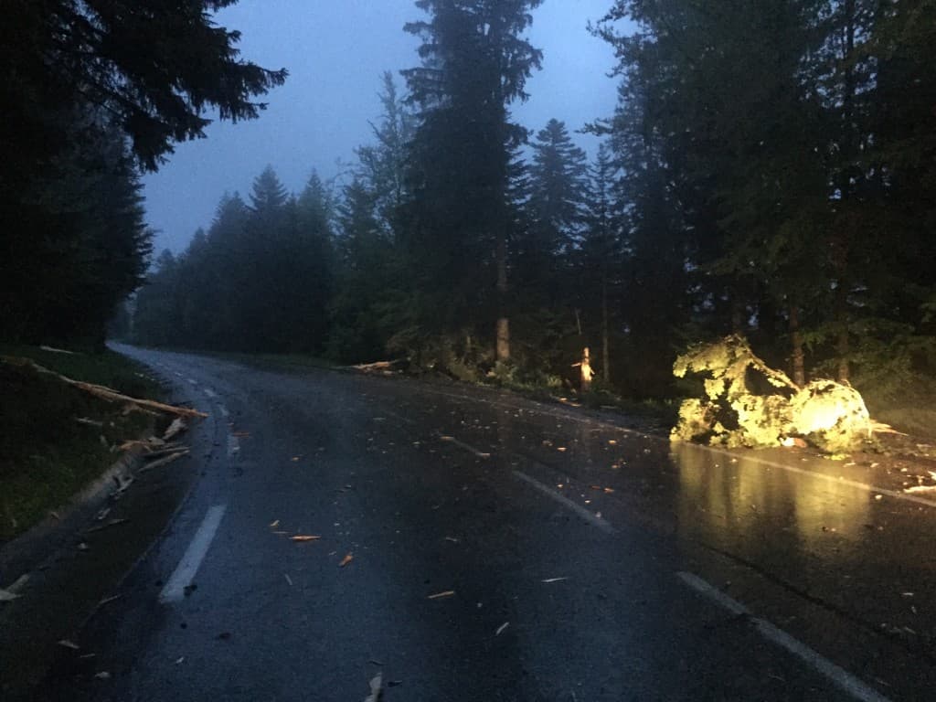 arbre explosé par la foudre