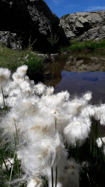 Linaigrette au Crozet - VT