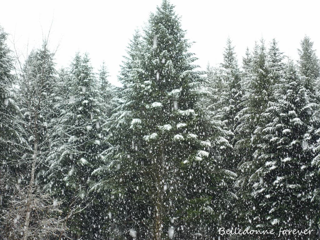 Il tombe des têtes  de chats neige A.P.