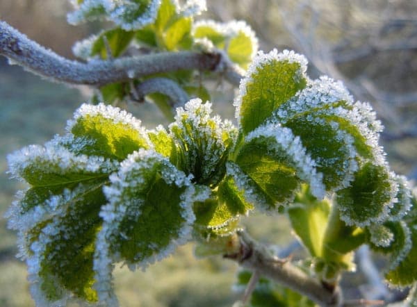 Fait-il vraiment plus froid durant les Saints de Glace ?