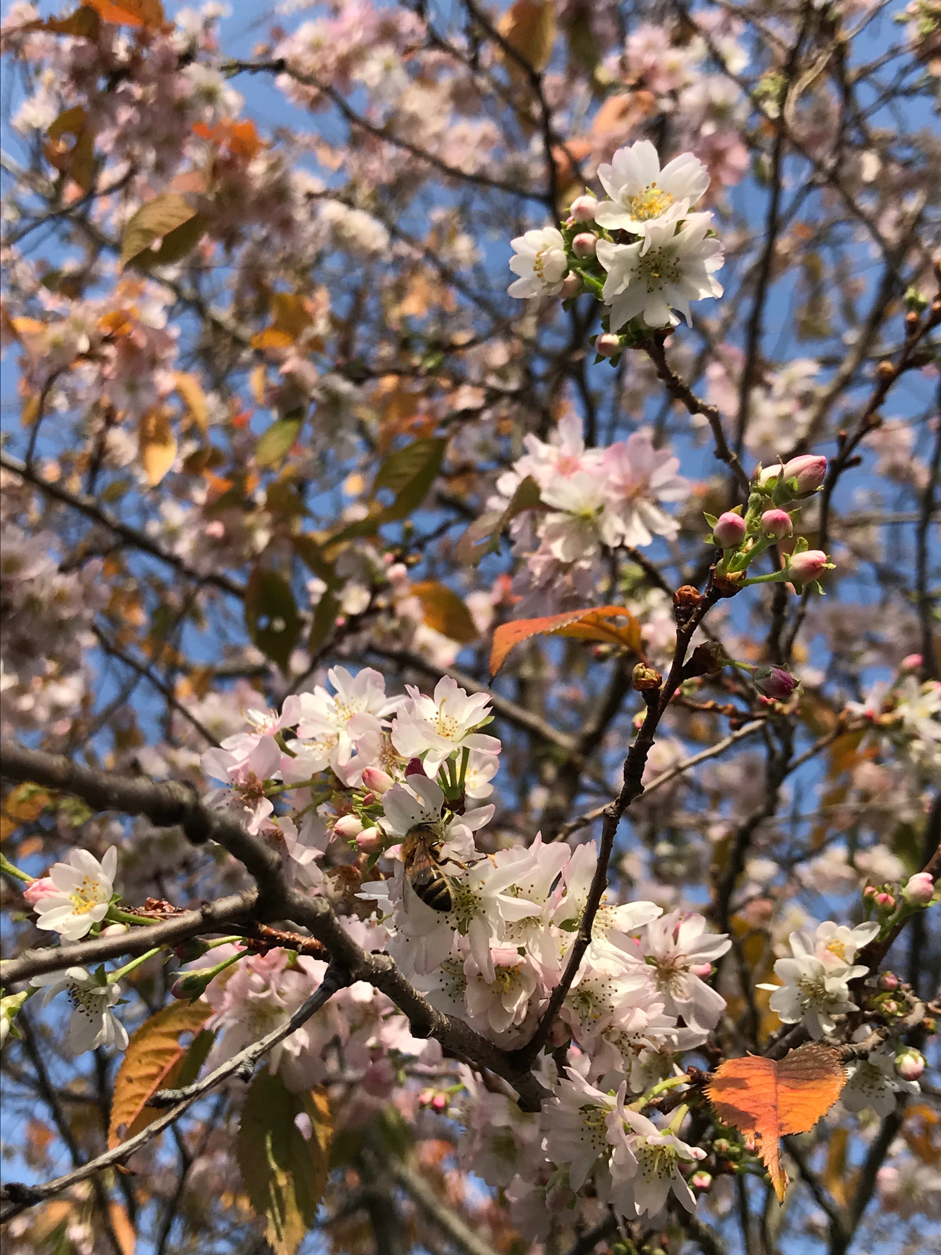 Cerisiers en fleur