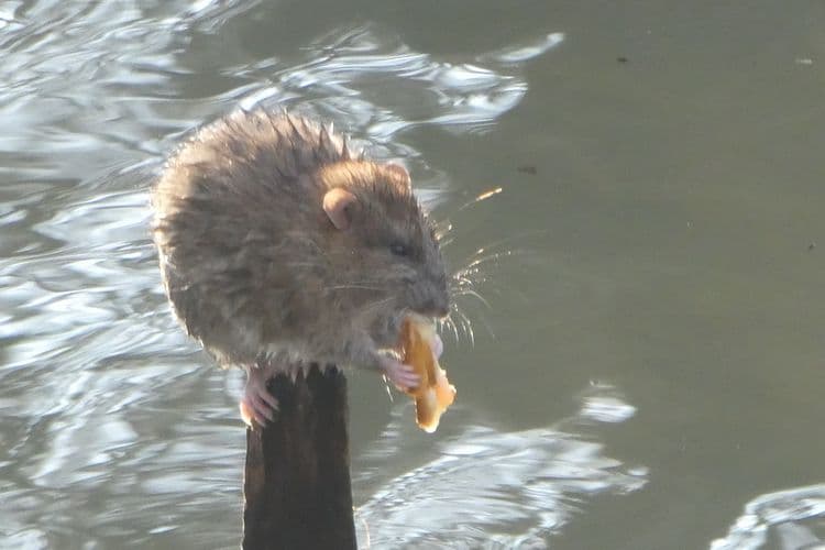 le repas du rat d'eau