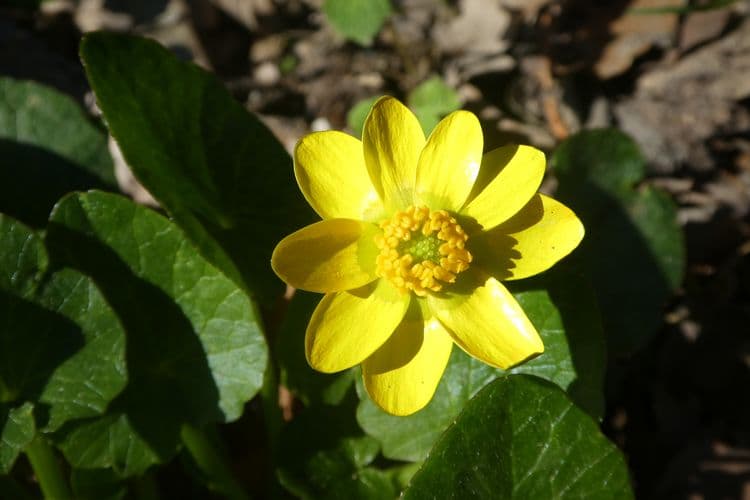 Caltha des marais sur un talus