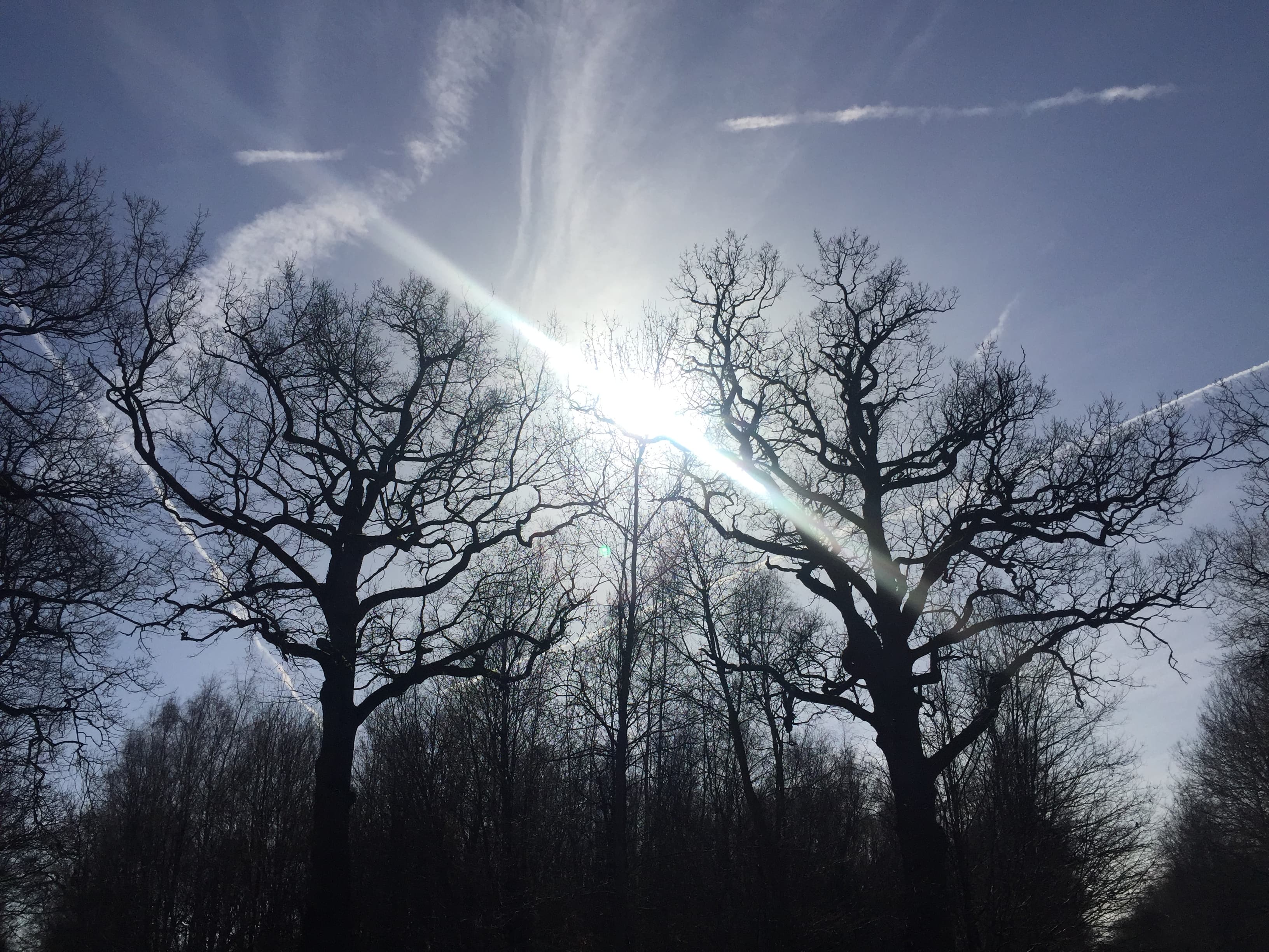 Majestueux chênes de la foret domaniale Notre Dame