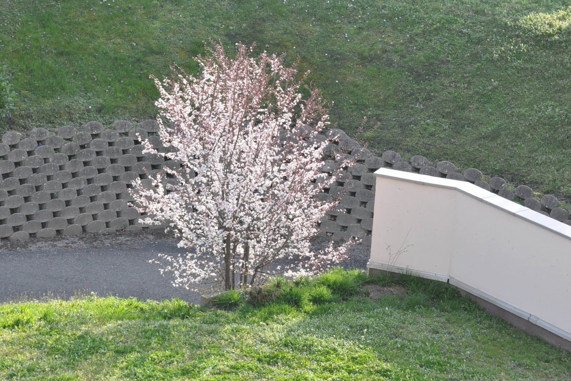 floraison ! vive la vie !