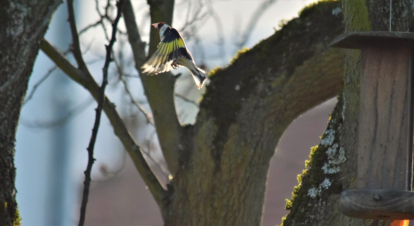 Chardonneret en vol