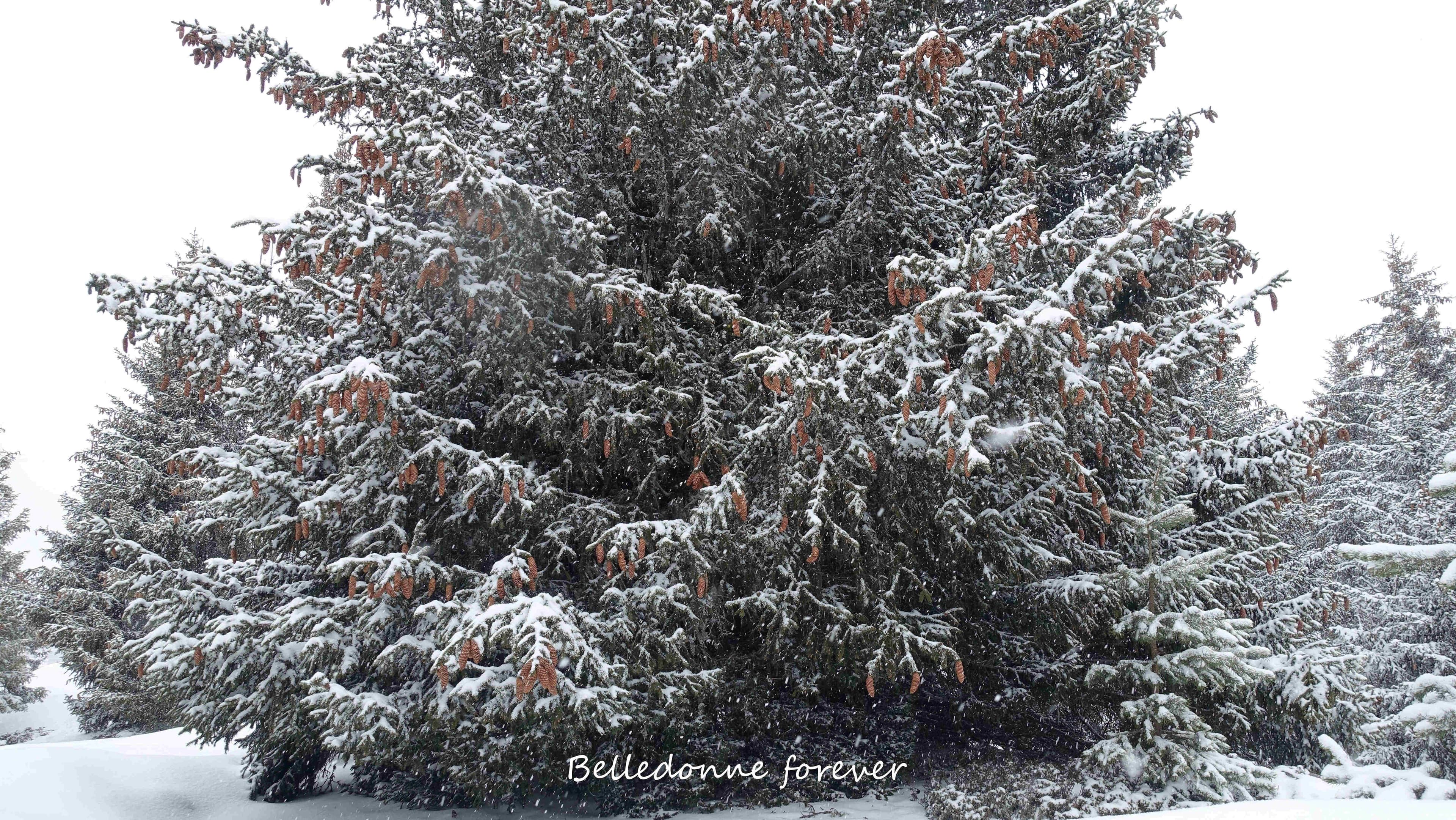 Averses de neige avec un peu de soleil - Epicéa avec beaucoup de cônes  A.P.