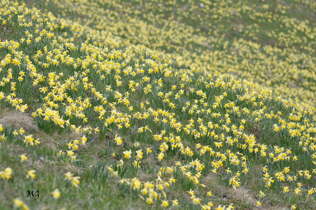 Tapis de jonquilles en Chartreuse !!!
