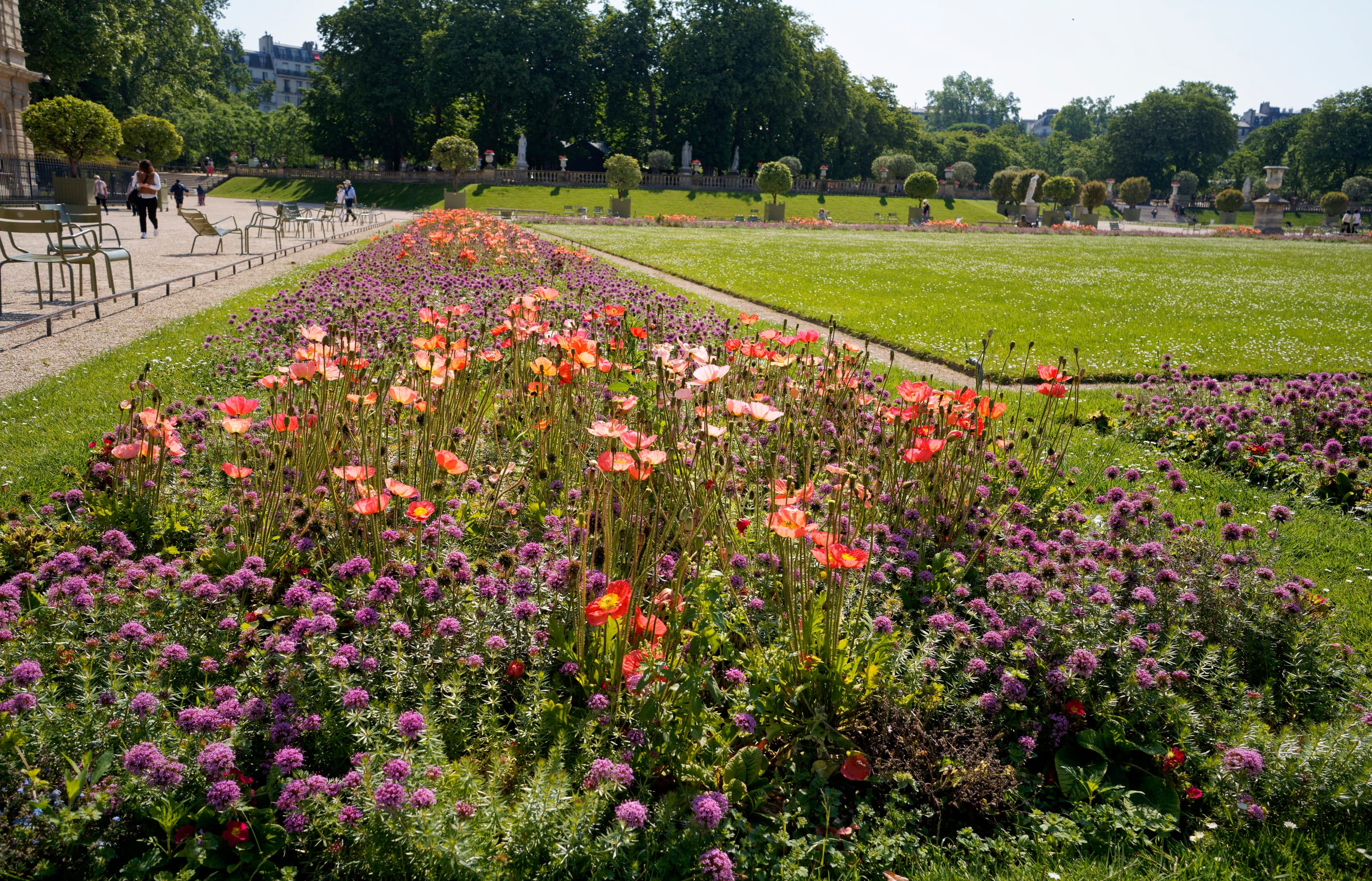 Platebandes d'été à base de pavots en fleur, enfin du soleil durable pour Paris et ses espaces verts