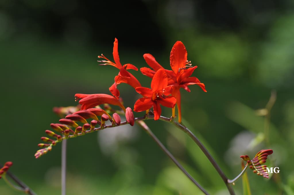 Beauté des fleurs des jardns !!!