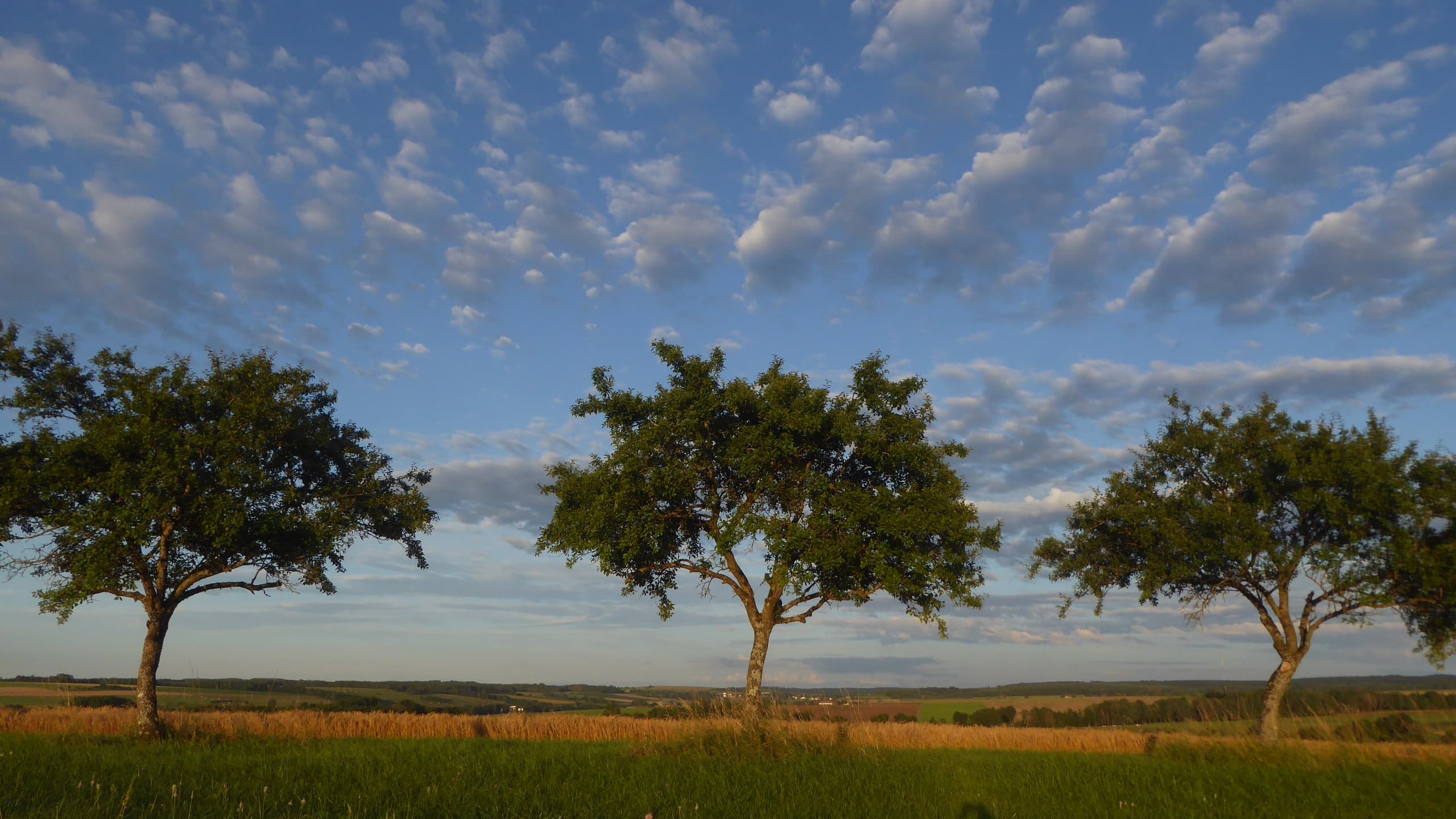 Jolis petits moutons dans le ciel