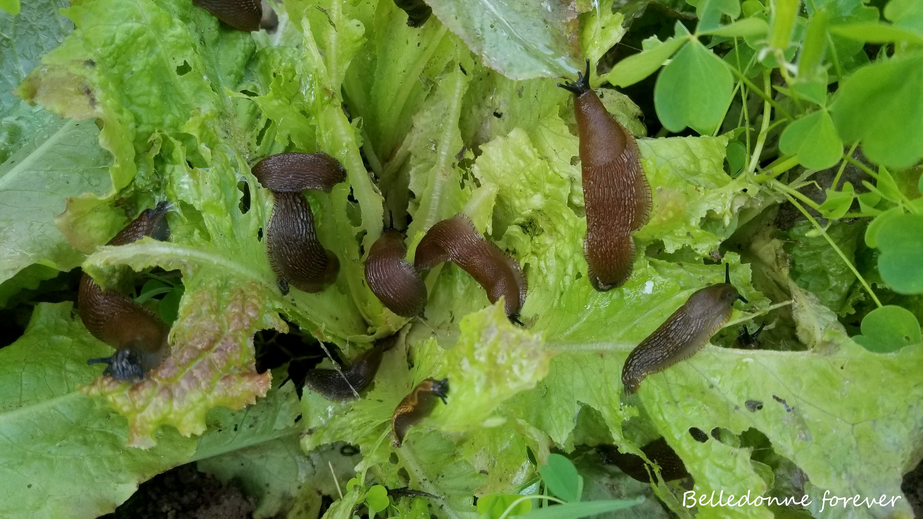 Avec cette météo, les limaces font la bamboche dans mes salades A.P.