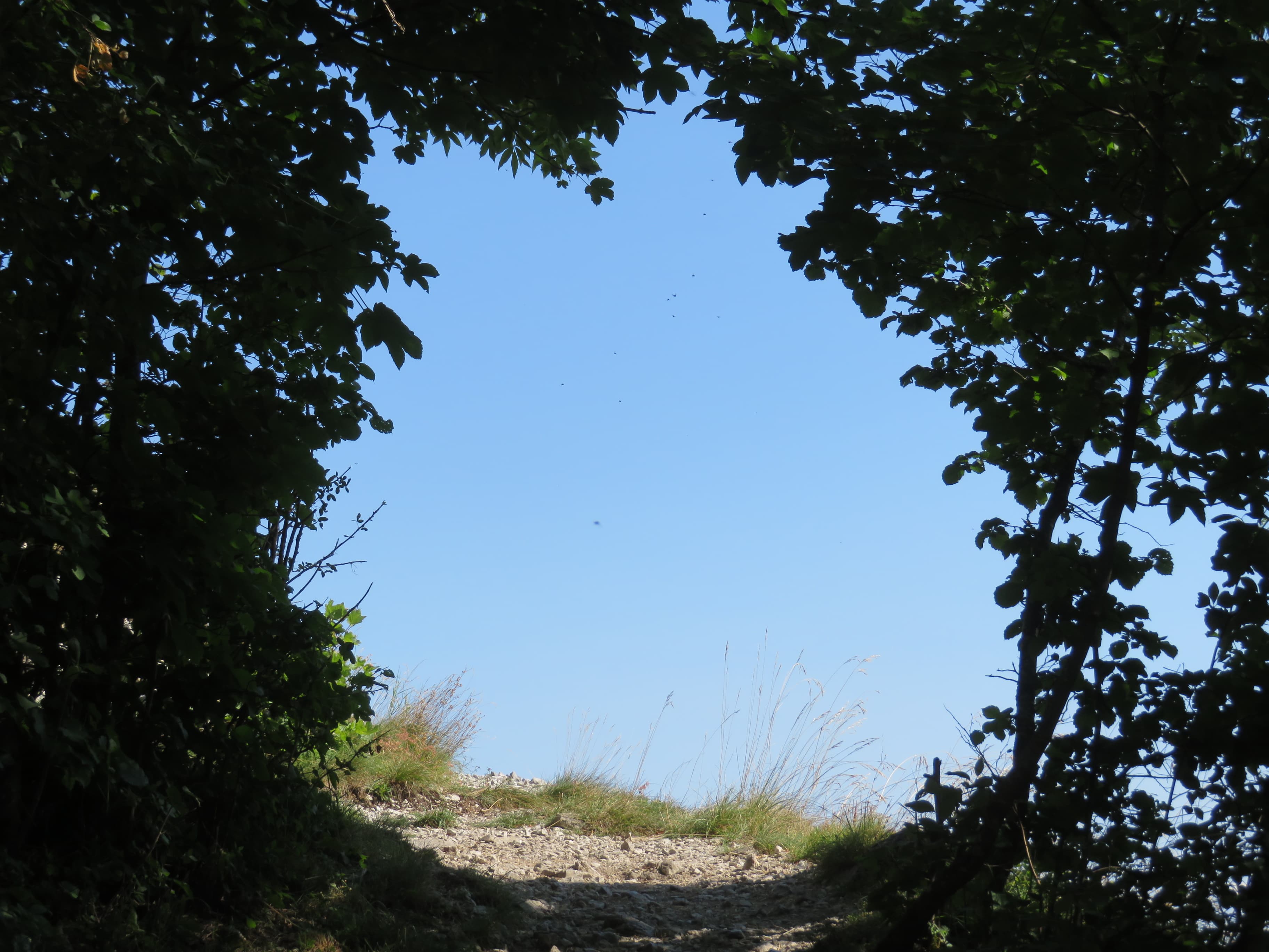 Bulle bleue