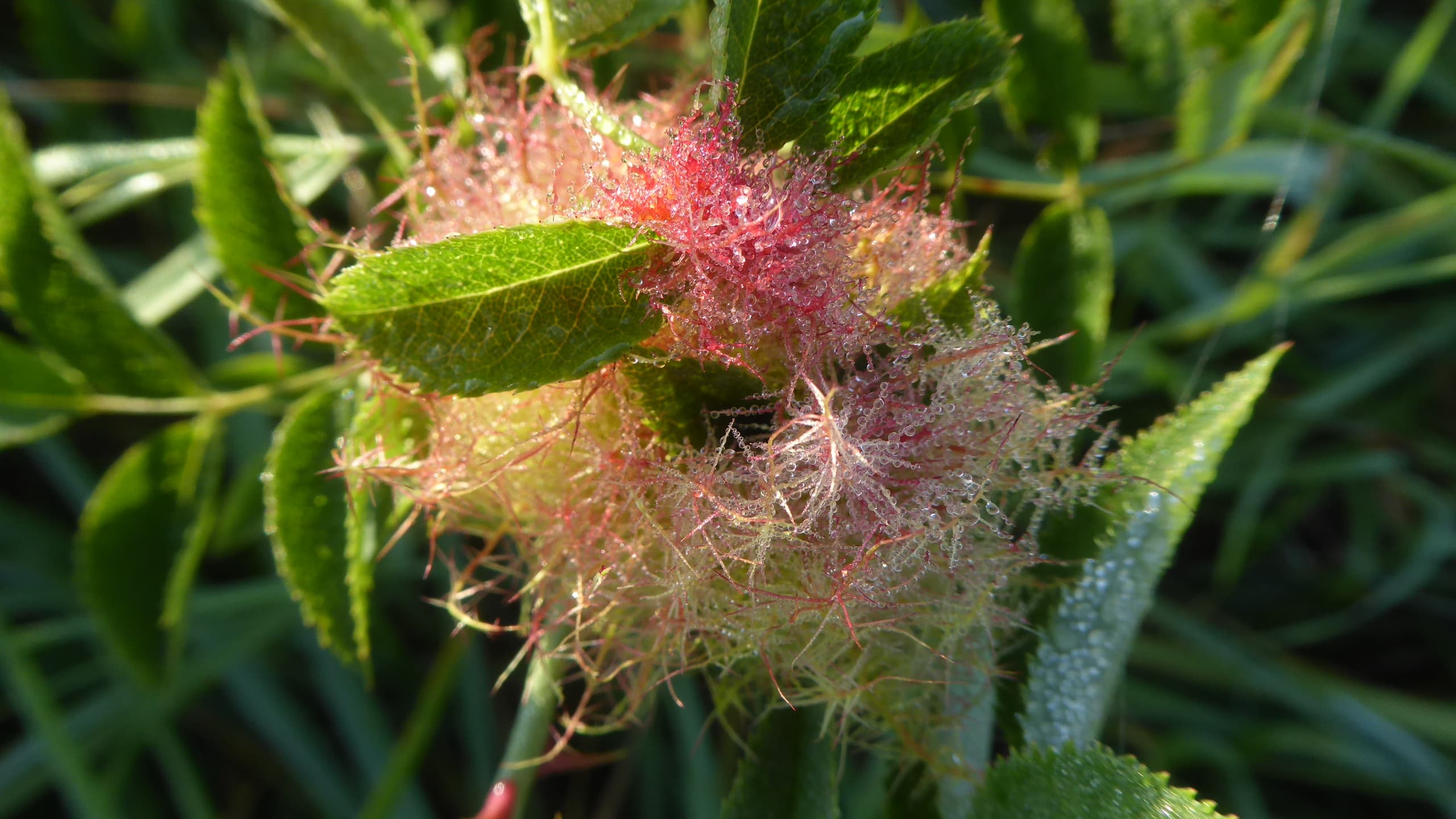 Rosée du matin