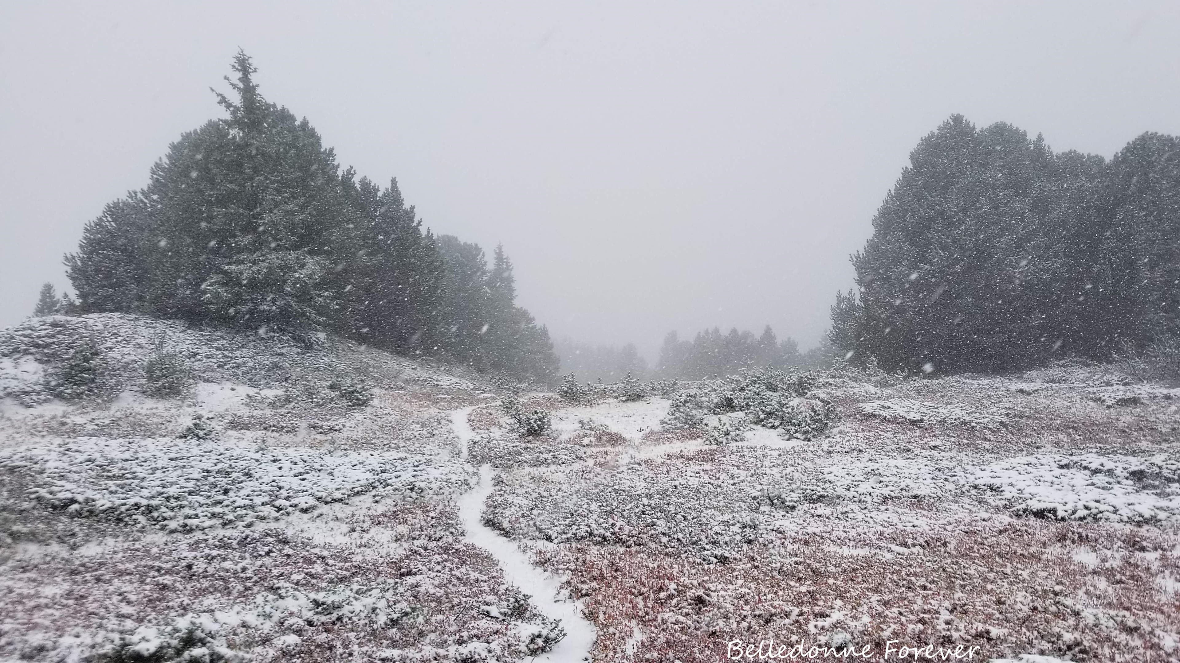 Joli mélange de couleurs sur un des seul bout de chemin 'naturel' de Chamrousse A.P.