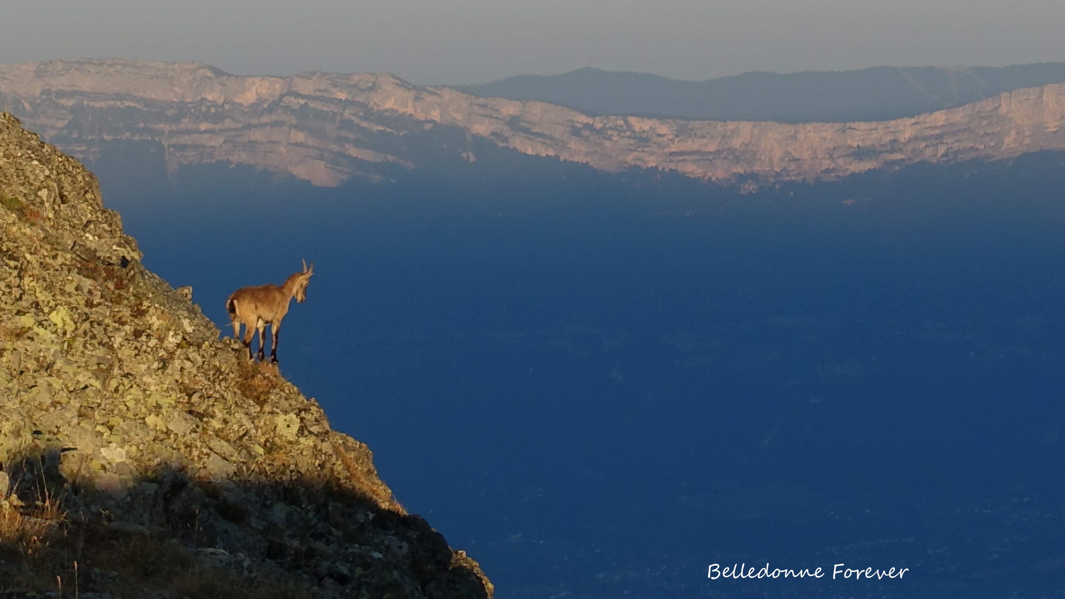 Beau lever de soleil sur Belledonne bouquetin prend le soleil  A.P