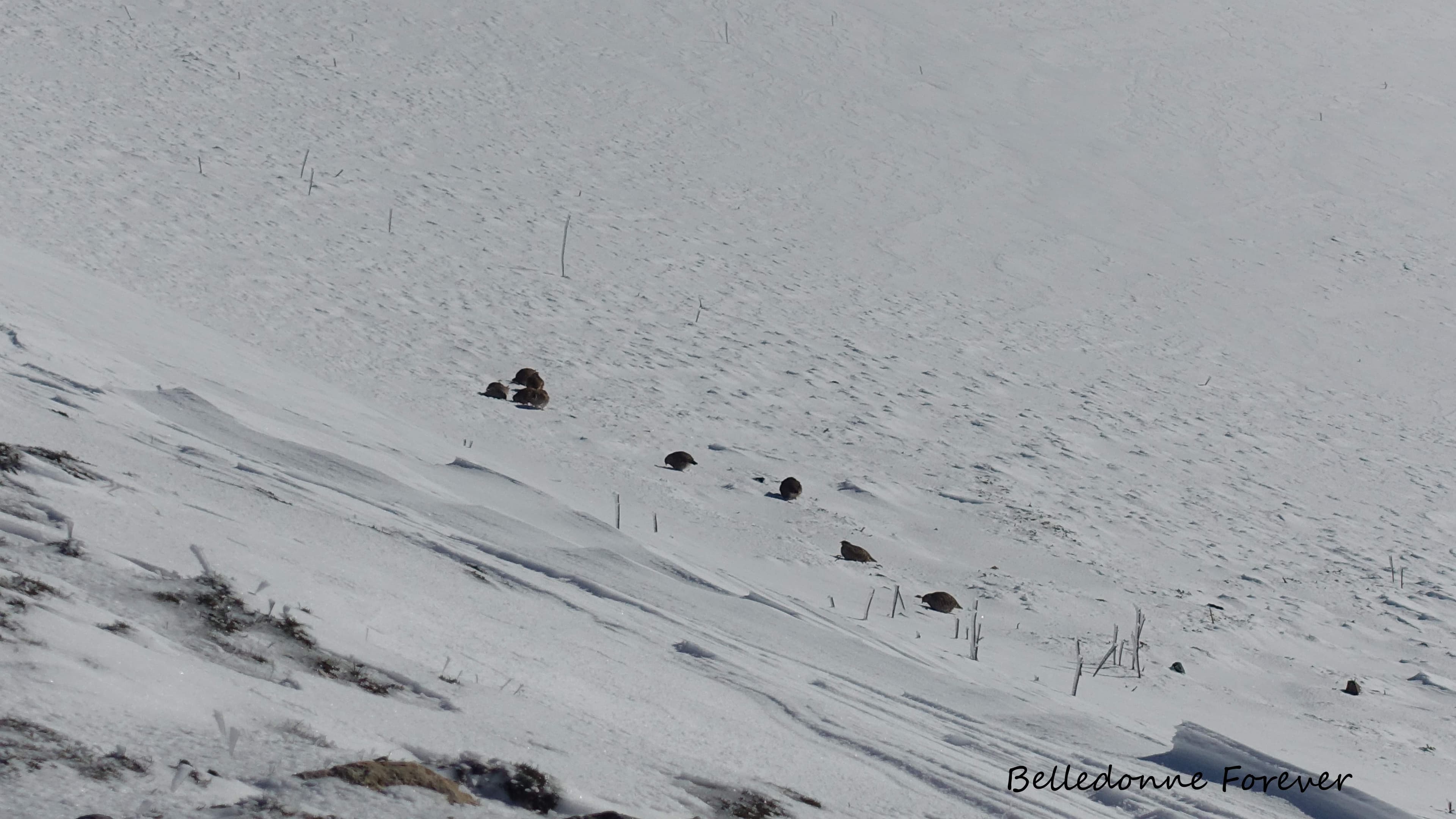lagopèdes au soleil ? A.P.