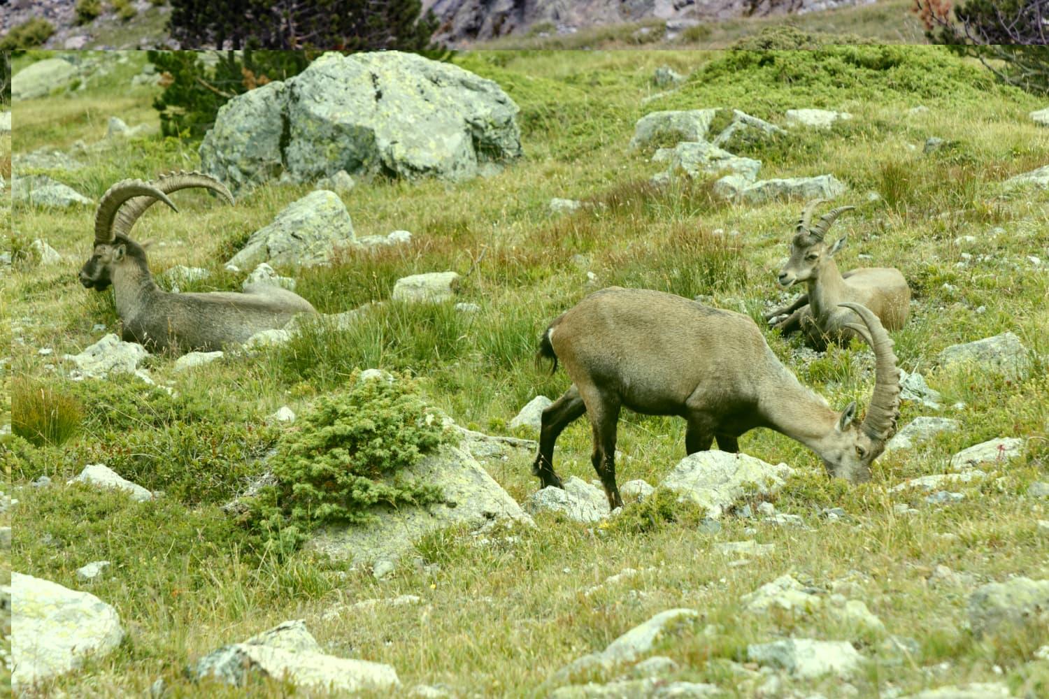 Bouquetin sous le col de la Botte - Chamrousse
