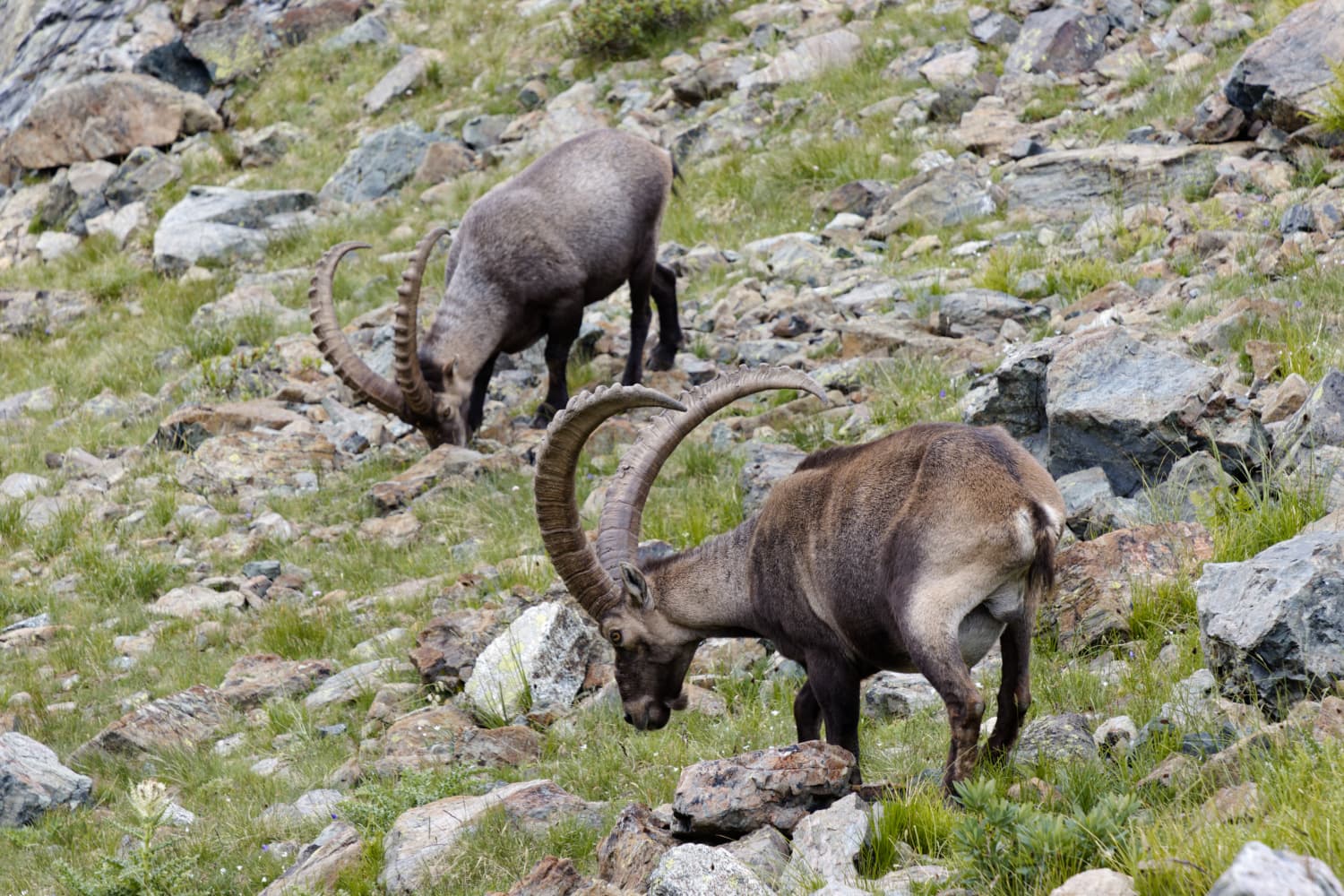 Bouquetins sous le col de la Botte - Chamrousse
