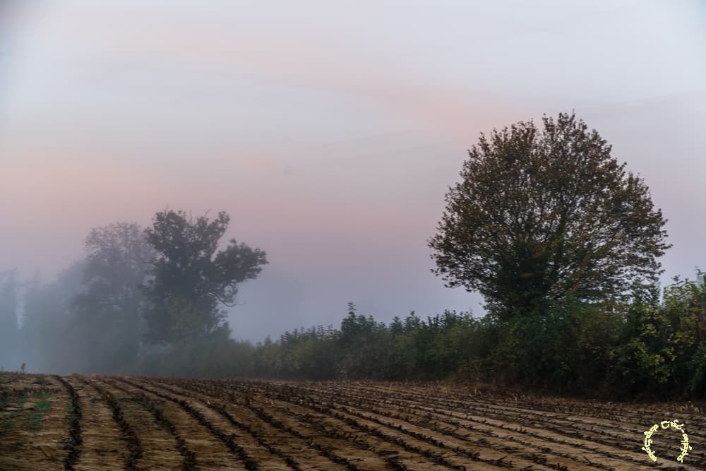 Du rose et de la brume