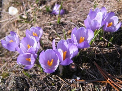 Premiers Crocus