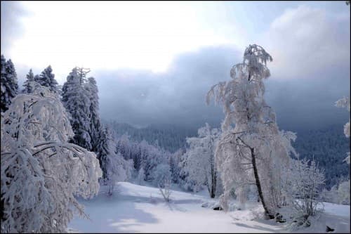 Grand jardin d'hiver