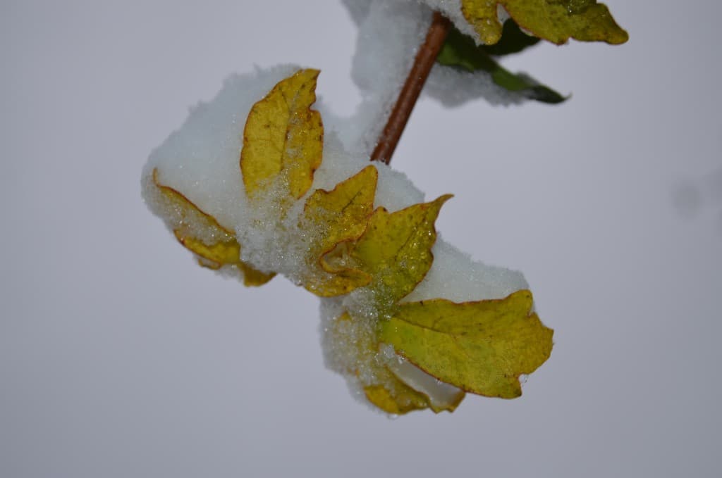 Première neige automnale