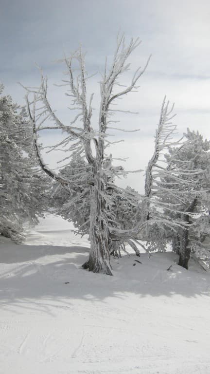 Arbre givré