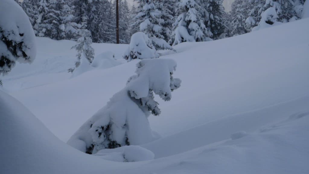 Chien de neige entre Roche et Recoin