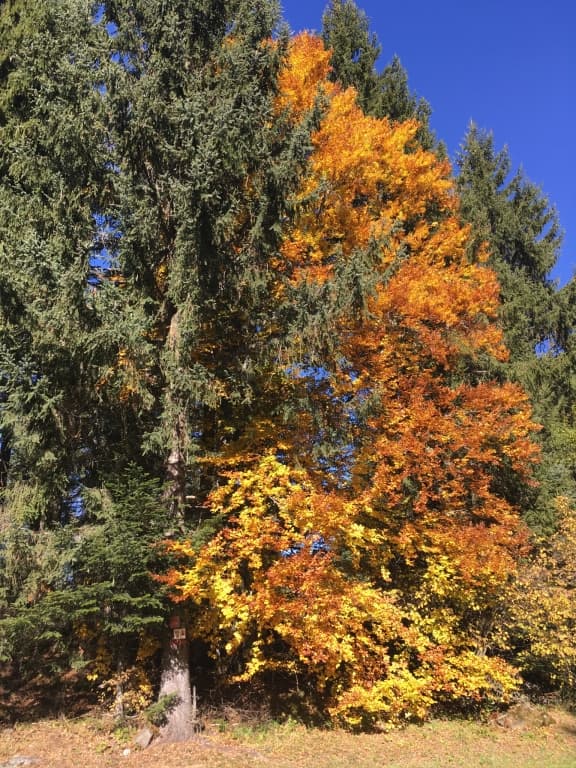 automne