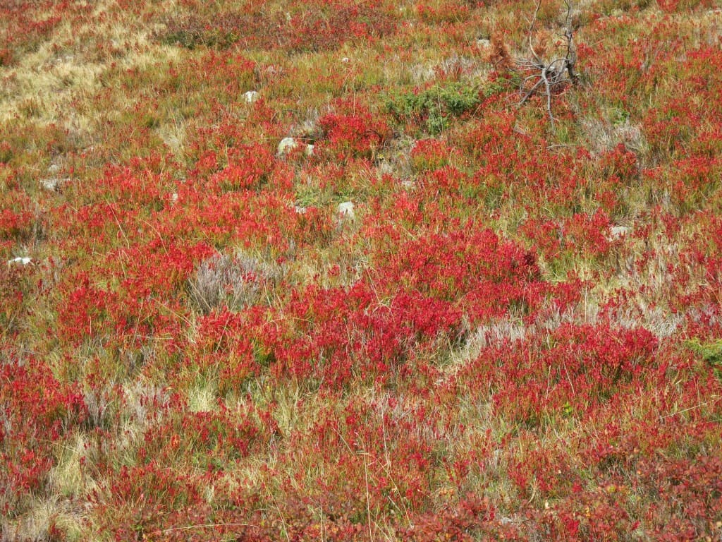 Couleurs de l'automne A.P.