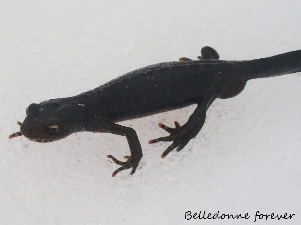 Belle météo pour les amphibiens A.P.