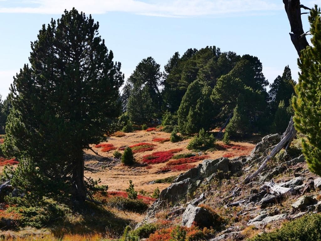 Jardin d'automne à Chamrousse