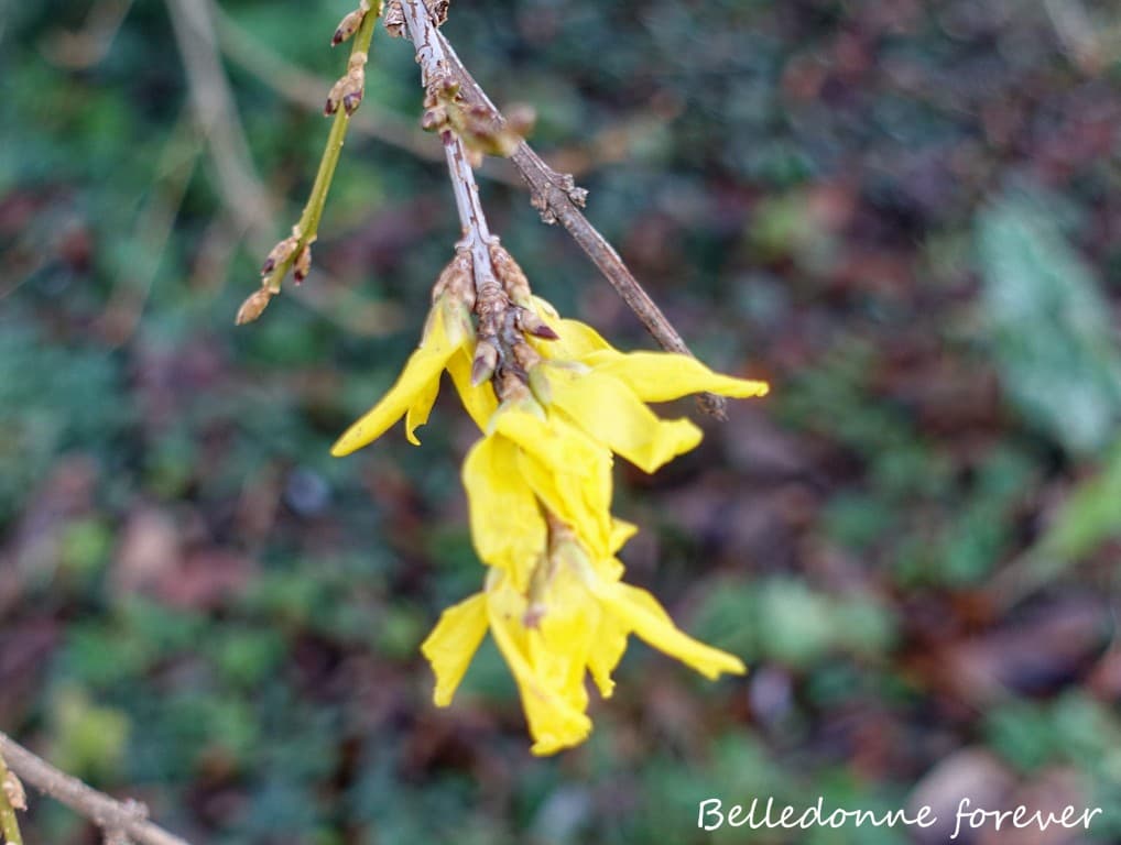 Les forsythias en fleurs  A.P.