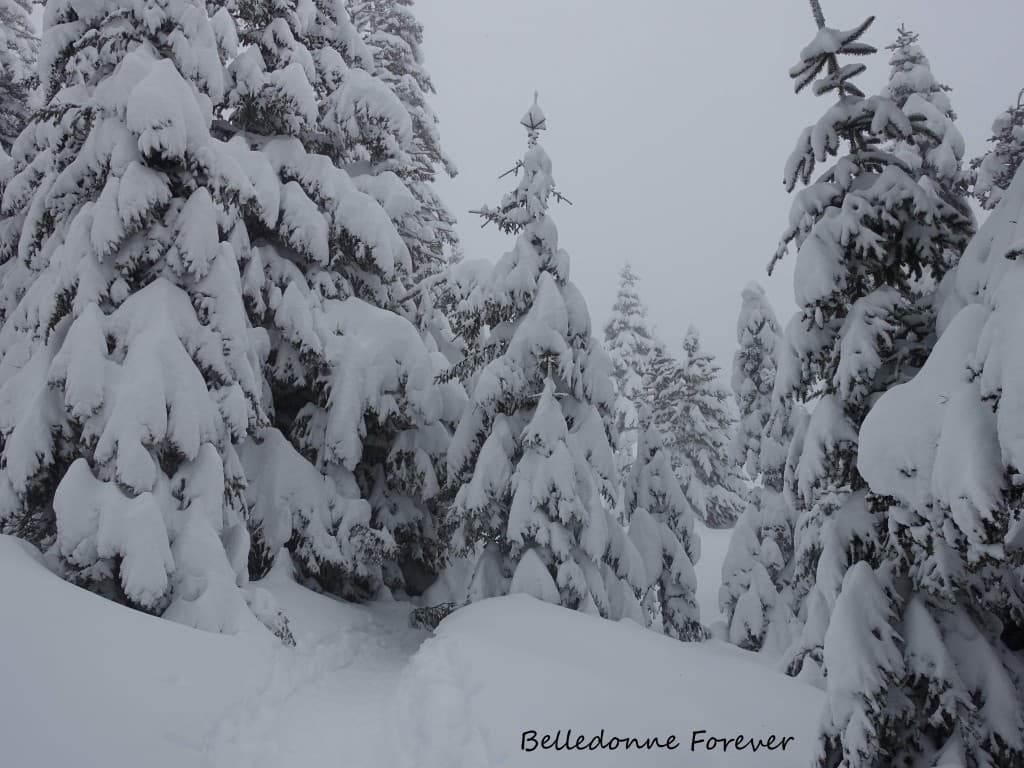 Météo sympa dans la foret A.P.
