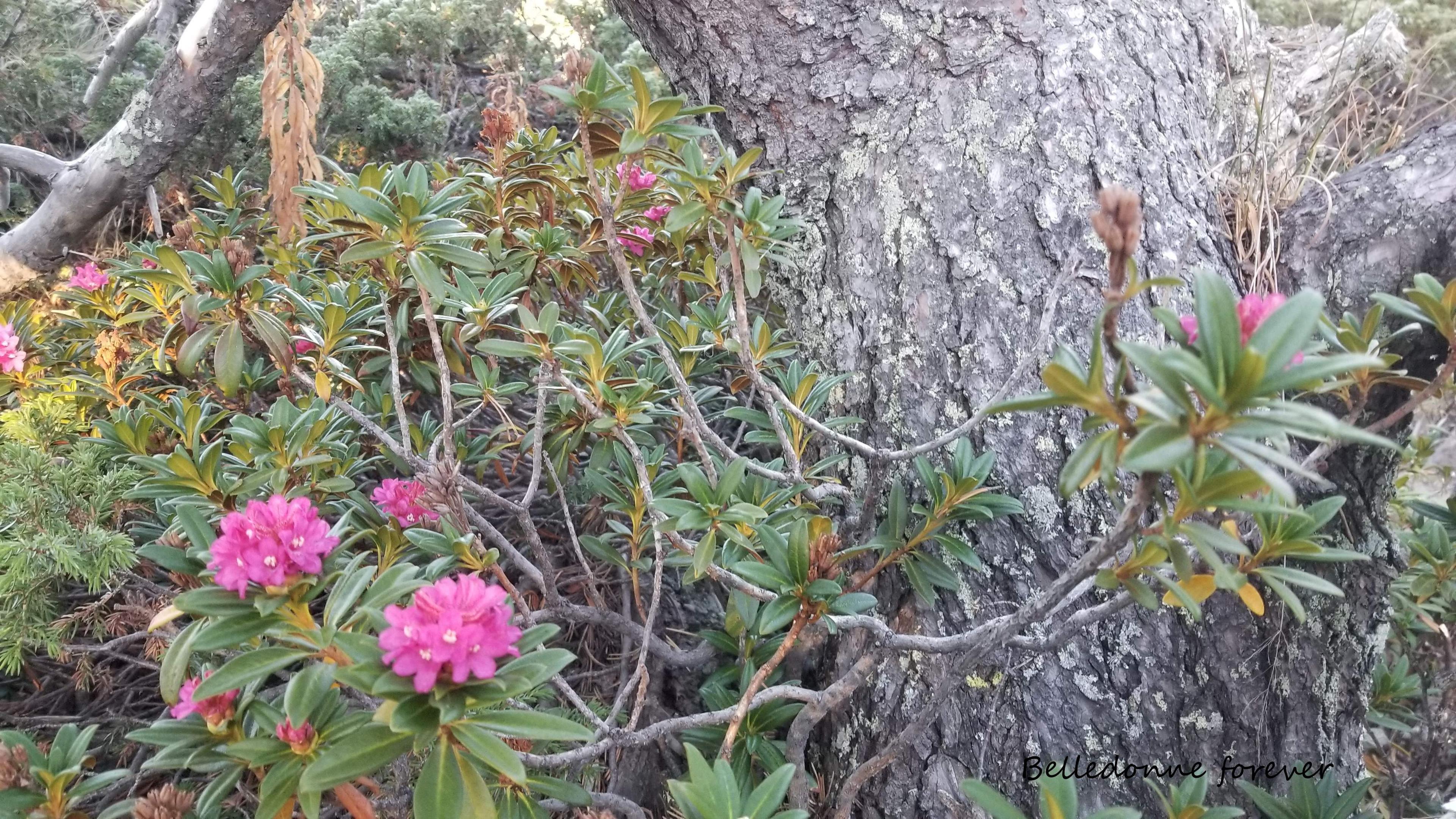 Les rhododendrons en fleur mi-septembre ??? A.P.